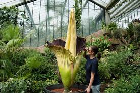 Image result for Amorphophallus
