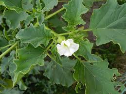Image result for Datura ferox
