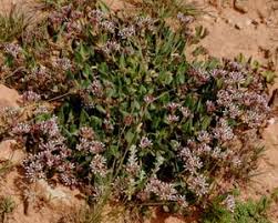 Image result for Xysmalobium sessile