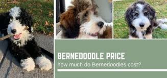 Now offering trained goldendoodle , bernedoodle ,and aussiedoodle puppies ! Bernedoodle Price How Much Do Bernedoodles Cost Bernese Love