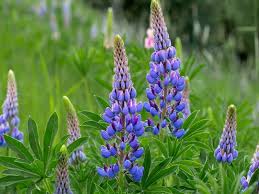 Dogs, since they're descended from wolves, often show these lupine patterns when living in groups. Insektensaatgut De Vielblattrige Blau Weisse Lupine Lupinus Russell