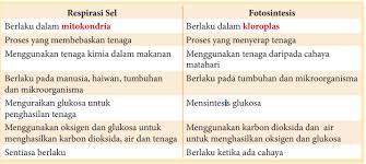 Respirasi adalah reaksi oksidasi senyawa organik untuk menghasilkan energi yang digunakan untuk aktifitas sel dan kehidupan tumbuhan dalam bentuk atp atau. Proses Respirasi Sel Dan Fotosintesis Saling Melengkapi Quizizz