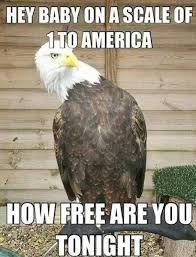Best Pick Up Line For A Bald Eagle Funny Pick Best Pick Up Lines Pick Up Lines