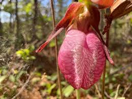 Here's a list of the best things to do in cape cod, ma. Wild Orchids On Cape Cod Seeking The Pink Lady S Slipper