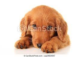 These lovable, playful irish setter puppies are intelligent, friendly, energetic, and are great with children. Golden Irish Puppy A Golden Irish Red Retriever Puppy A Hybrid Between A Golden Retriever And An Irish Setter Canstock