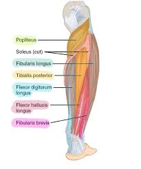 The posterior upper leg muscles provide your knees with mobility (extension, flexion and rotation) and strength.they work closely with your quadriceps muscles at the front of your thigh, your gluteal muscles, and your calf muscles to ensure proper movement of your leg and hip. 6 Muscles Of The Lower Leg Simplemed Learning Medicine Simplified