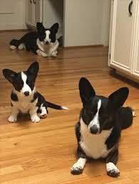 Black And White Cardigan Welsh Corgi Puppy Pin By Alexa Reddick On Corgi Pics Welsh Corgi Funny Corgi Dog Cute Cats And Dogs
