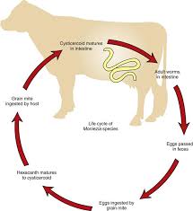Image result for Beef Tapeworm