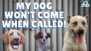 You can start out by calling the dog while it is close to you. Recall Games Teach Your Dog To Come When Called Youtube