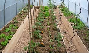Pourquoi Cultiver Sous Serre Mon Potager En Carres Tunnel Jardin Jardin Potager Carre Potager