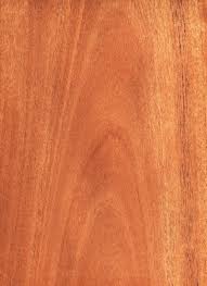 Image result for Khaya