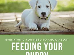 Your puppy at 6 weeks. Everything You Need To Know About Feeding A Puppy Pethelpful
