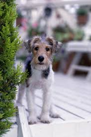 Pin On Puppy Love