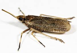 Image result for Scolopia rhamniphylla