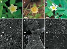 Image result for Sida urens