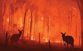Maybe you would like to learn more about one of these? Incendies En Australie Beaucoup D Especes Menacees Ont Vu Leur Habitat Detruit