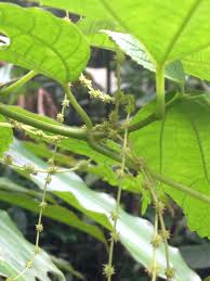 Image result for Boehmeria macrophylla