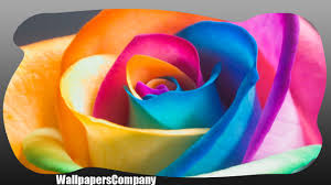 We offer an extraordinary number of hd images that will instantly freshen up your smartphone or computer. Neon Flowers Wallpaper For Android Apk Download