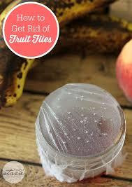 How To Get Rid Of Fruit Flies Fruit Flies Household Hacks Fruit Fly Trap