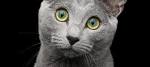How to Identify a Russian Blue: 12 Steps (with Pictures ...