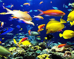 Free clown fish underwater live wallpaper apk download for android getjar. Underwater World Live Wallpaper Theme 1 0 Free Download Apk For Android