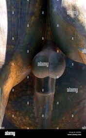 statue horse penis genitals male masculine testes testicles virility  concept strength strong power animal equine equus Stock Photo - Alamy