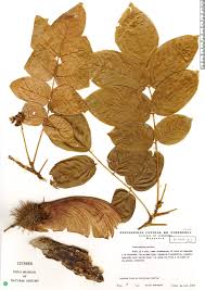 Image result for Centrolobium