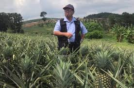 Nah, sama seperti makhluk hidup lainnya, kucing juga membutuhkan makanan dan minuman untuk bertahan hidup. Anim Agro Technology Membuat Nanas Berbunga Dan Berbuah Serentak
