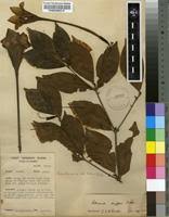 Image result for Rothmannia longiflora