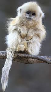 Download the background for free. 7005 Cute Monkeys Wallpaper Iphone 6 Hd Animal Wallpaper For Iphone Android Iphone Hd Wallpaper Background Download Hd Wallpapers Desktop Background Android Iphone 1080p 4k 1080x1920 2021