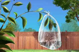 If it is then either you need more air flow between lettuce leaves because of limited transipation or its. Lecture 3 Transpiration