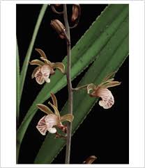 Image result for Eulophia leachii