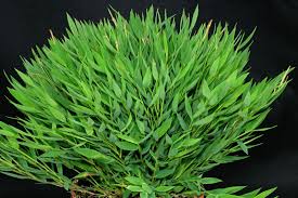 Image result for Pogonatherum paniceum
