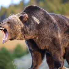 The alaska peninsula brown bear or peninsular grizzly is a colloquial nomenclature for a brown bear that lives in the coastal regions of southern alaska, although according to other sources, it is a population of the mainland grizzly bear subspecies (ursus arctos horribilis), or the kodiak bear subspecies (u. Brown Bears And Grizzlies In North America Info Here