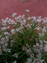 Image result for Polycarpon prostratum