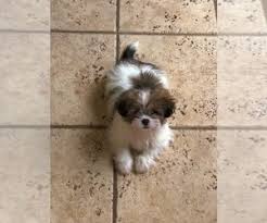 Newest oldest price ascending price descending relevance. Puppyfinder Com Shih Tzu Puppies Puppies For Sale Near Me In Houston Texas Usa Page 1 Displays 10