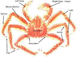 Buying Cooking And Serving King Crab Legs Fishex Seafoods