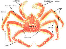 buying cooking and serving king crab legs fishex seafoods