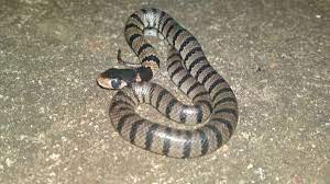 Baby Snakes Are On The Way But There S No Need To Worry Photos Central Western Daily Orange Nsw