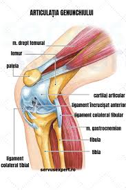 Durere in partea stanga sub coaste. Crucearosies1 Durerile Articulare Cauze Diagnostic Tratament Ceea Ce ProvoacÄ Dureri Extreme In MuÈchi De ViÈel