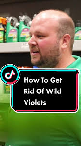 How to Eliminate Wild Violet in Cool Season Lawn