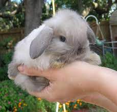 Maybe you would like to learn more about one of these? We Are Family Owned And Operated Our Rabbitry Offers Pet Or Show Quality Rabbits From Registered Gr Cute Bunny Pictures Cute Baby Bunnies Pet Bunny