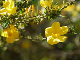 Image result for Reinwardtia indica