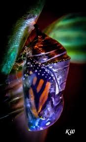 My black swallowtail cat fell from the branch she was attached to by one string and is convulsing on the ground. Hatching Butterflies A Monarch Emerges From A Chrysalis
