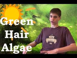 They are a slimy type mossy substance that can quickly overtake the substrate, especially where the glass. Green Hair Algae Problems And Solutions Get Rid Of It Youtube
