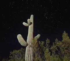 You cannot send a trip with multiple destinations to your mobile device, so this option will be grayed out. Twin Peaks Campground Organ Pipe Cactus National Monument Recreation Gov