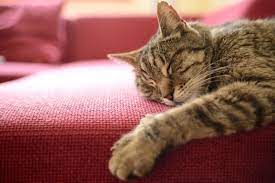 Siapa yang tahan melihat kelucuan anak kucing. Jangan Biasakan Kucing Tidur Di Kasur Anda Halaman All Kompas Com