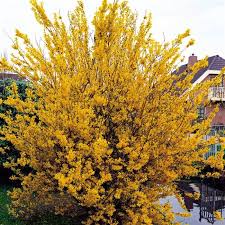 Buy Flowering Shrubs Hedge Best Value For Money Flowering Shrubs Garden Shrubs Perennial Plants