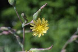 Image result for Lactuca glandulifera