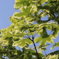 Image result for Vepris drummondii